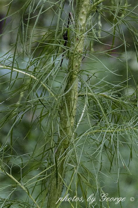 "What's Blooming Now" : Dog Fennel, Dogfennel (Eupatorium capillifolium ...