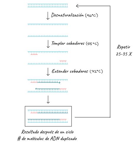 Aplicaciones De La Pcr 58 Off