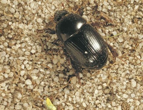 African Black Beetle – Identification, Life Cycle, Facts & Pictures