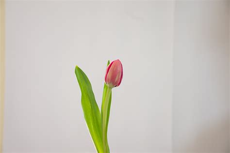 Tulipan Rosa ACCYFLOR Máxima calidad en flores