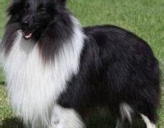 Shetland Sheepdog (Sheltie) Info, Puppies, Pictures, Temperament