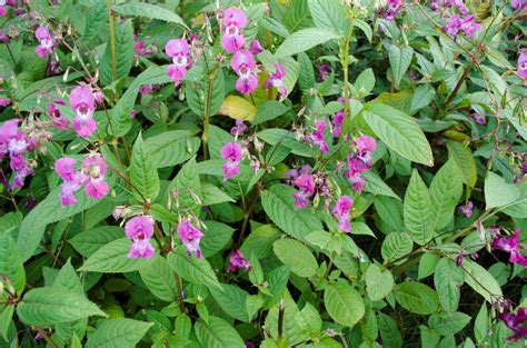 Native Landscapes Himalayan Balsam