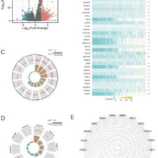 Enrichment Analysis Of TICRR Gene Functional Networks In HCC A Genes