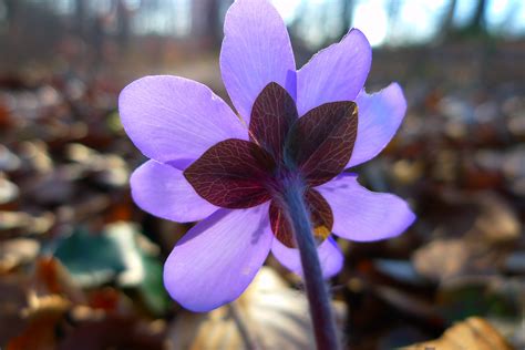 Images Gratuites la nature forêt fleur pétale Floraison