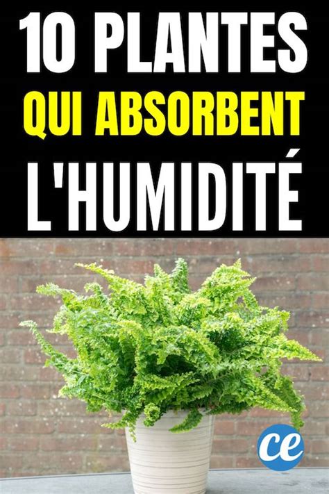 Plantes Qui Absorbent L Humidit Naturellement Dans Toute La Maison