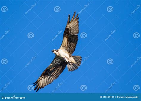 Ospreys Catching FishIsolated Flying Osprey. Sky Background Western Osprey Pandion Haliaetus ...