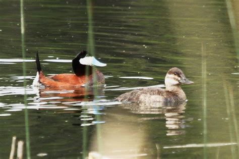 Ruddy Duck – male and female – BirdLife eThekwini KZN