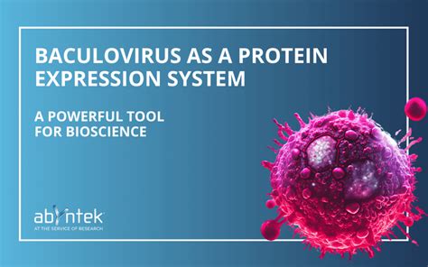 Baculovirus As A Protein Expression System Abyntek Biopharma