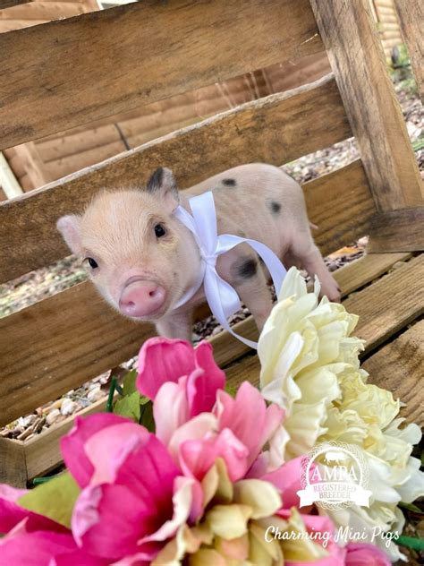 Available Babies Charming Mini Pigs