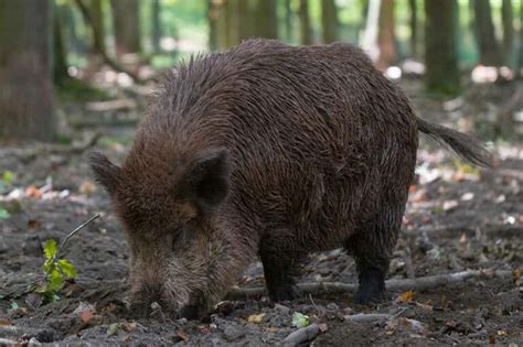 Wie Viel Wiegt Ein Wildschwein Waldpedia De