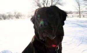 Mastiff Newfoundland Mix Breed Information