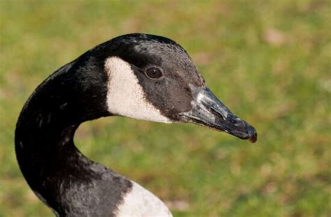 Image Libre Oiseaux Aquatiques La Faune Oie Noir Bec Nature