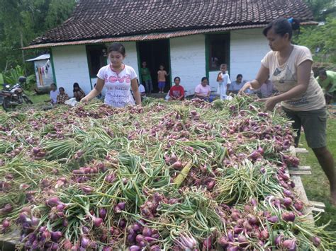 Panen Bawang Merah Antara Foto