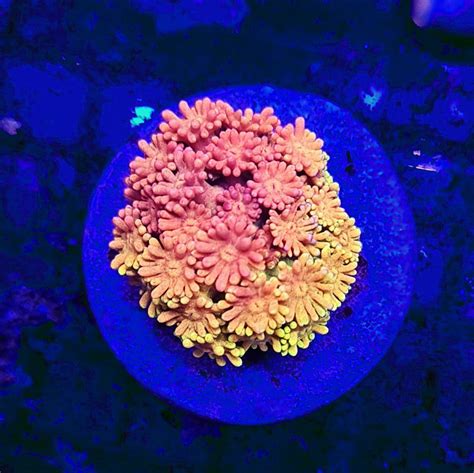 Goniopora Rainbow Ultra WYSIWYG CommunityCorals