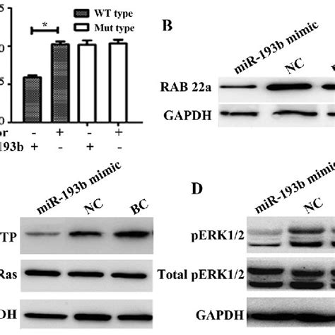 Mir B Targeted The Rab A Ras Signaling Pathway A Relative