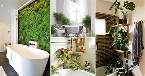 Trending Bathroom Plant Ideas Bathroom Garden