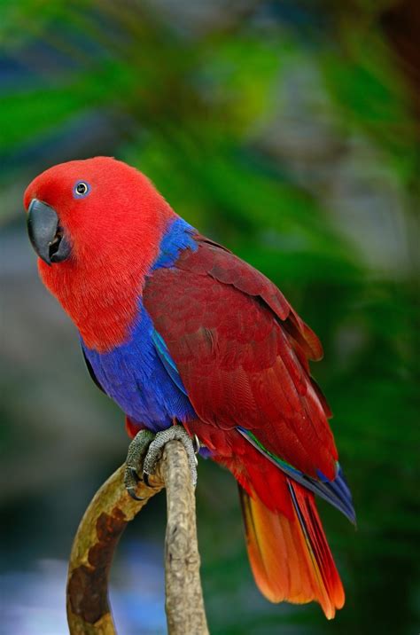 Facts About The Eclectus Parrot Taman Safari Bali