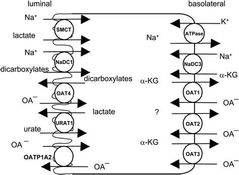 Cloned And Characterized Organic Anion Transport Systems In The