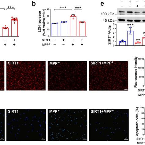 Sirt Protects Sh Sy Y Cells From Mpp Induced Insults Sh Sy Y Cells