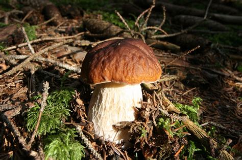 Mushroom Boletus Mycology Free Photo On Pixabay Pixabay