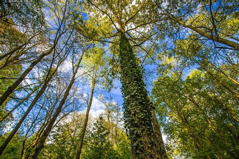 Trees Greenery Forest Free Photo On Pixabay Pixabay