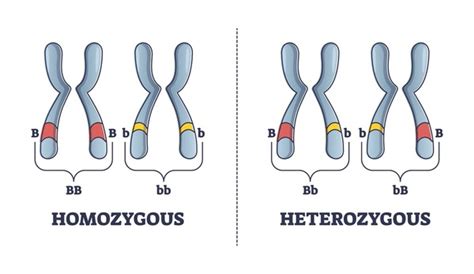 618 Alleles Images, Stock Photos, 3D objects, & Vectors | Shutterstock