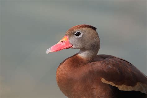 BlackbelliedWhistlingDuckp