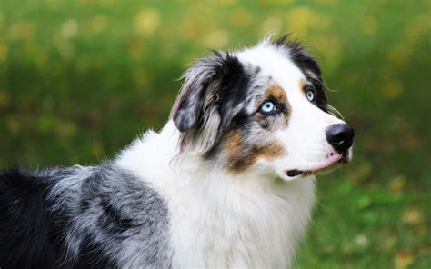 Il Pastore Australiano Un Tesoro Da Tenere Stretto Animali Pucciosi