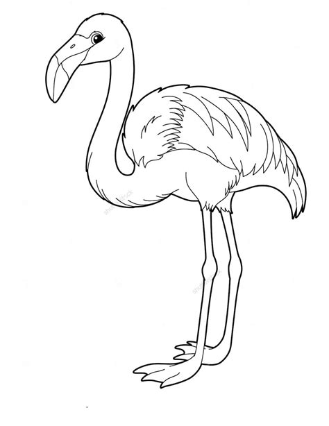 Flamingos Pico Blanco Y Negro Dibujo Libro Para Colorear Silueta