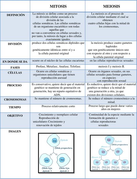 Cuadros Comparativos De La Mitosis Y Meiosis 【descargar】