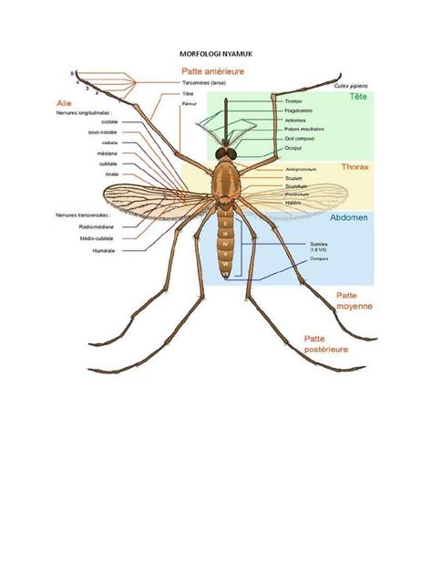 Morfologi Nyamuk Pdf