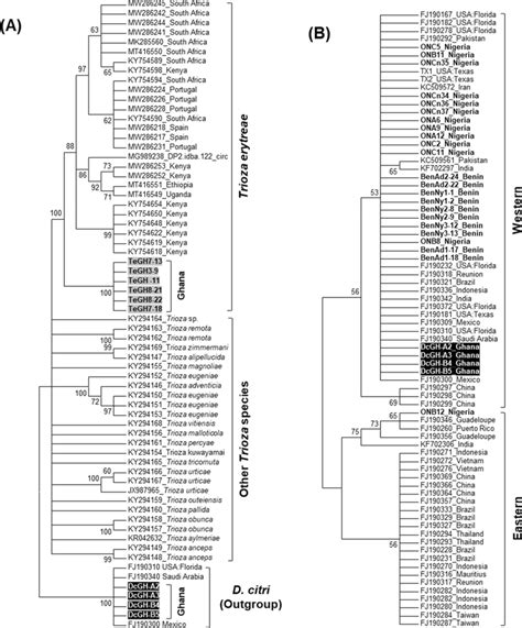 A Maximum Likelihood Ml Phylogenetic Trees Depicting The