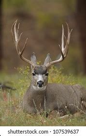 Mule Deer Buck Huge Antlers Bedded Stock Photo 107539637 Shutterstock