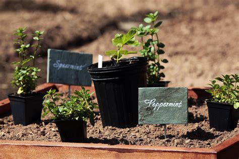 5 Easy-To-Grow-Indoors Veggies You Can Harvest Inside Your Tiny Apartment