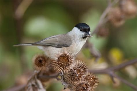 Marsh tit poecile palustris sobre un cardo pequeño pájaro salvaje