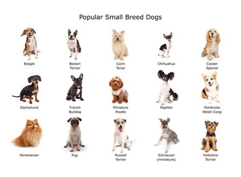 12 Dog Breeds That Are Small (With Pictures) - PatchPuppy.com