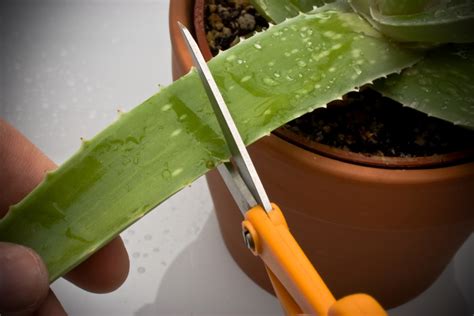 Aloe Vera essen Möglichkeiten Risiken