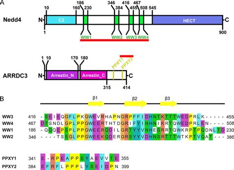 Domain Structure Of Nedd4 And Arrdc3 A Schematic Diagram Of The