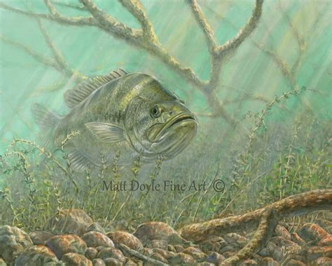 Largemouth Bass Underwater Drawing