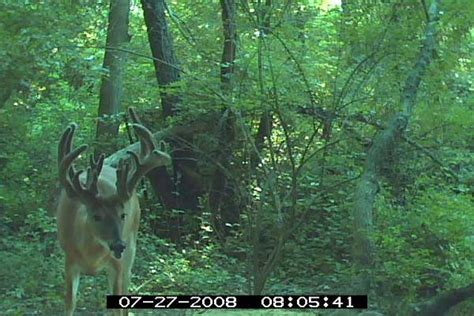 What To Look For During Summer Whitetail Scouting North American