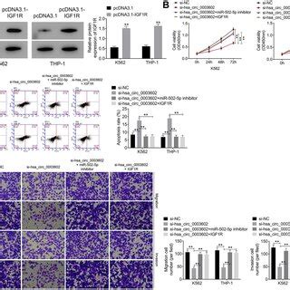 Hsa Circ Promotes Proliferation Migration Invasion And