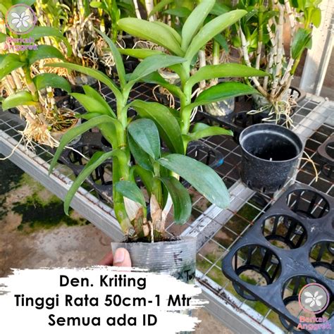 Jual Anggrek Dendro Kriting Hybrid Plat Tinggi Dan Bulky Shopee Indonesia