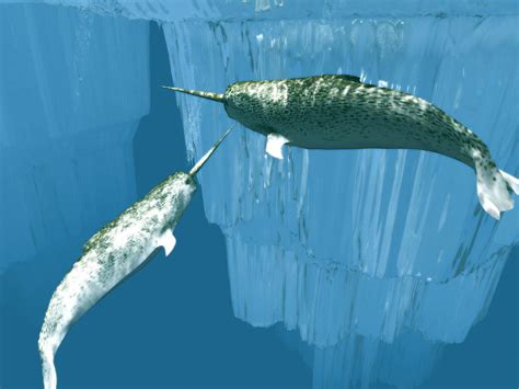 Narwhals Photograph by Christian Darkin - Pixels