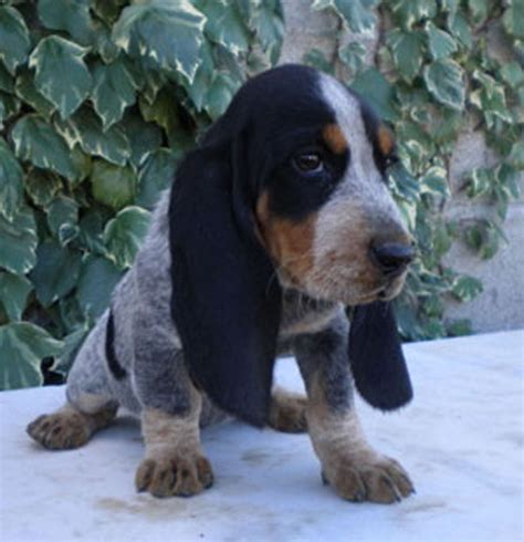 Funny Basset Bleu de Gascogne puppy photo and wallpaper. Beautiful ...