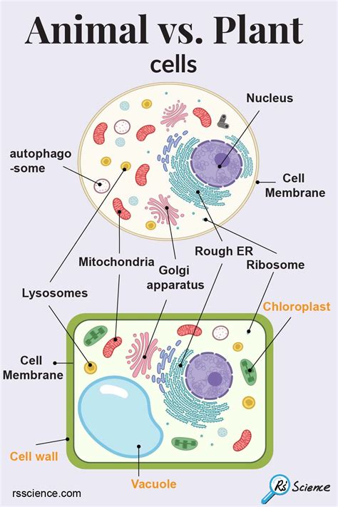 Animal Vs Plant Cells Plant And Animal Cells Animal Cell Cell