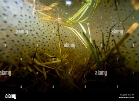 frog eggs  res stock photography  images alamy