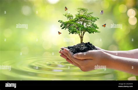 Environment Earth Day In The Hands Of Trees Growing Seedlings Bokeh