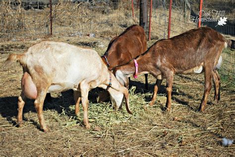 Goat Breeding When To Breed Your Goat And Goat Gestation Calculator