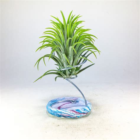 Tillandsia Ionantha Maxima Xl Hava Bitkisi Air Plant Gurme Bitki