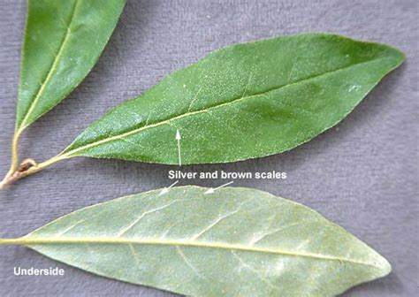 Elaeagnus umbellata | Landscape Plants | Oregon State University